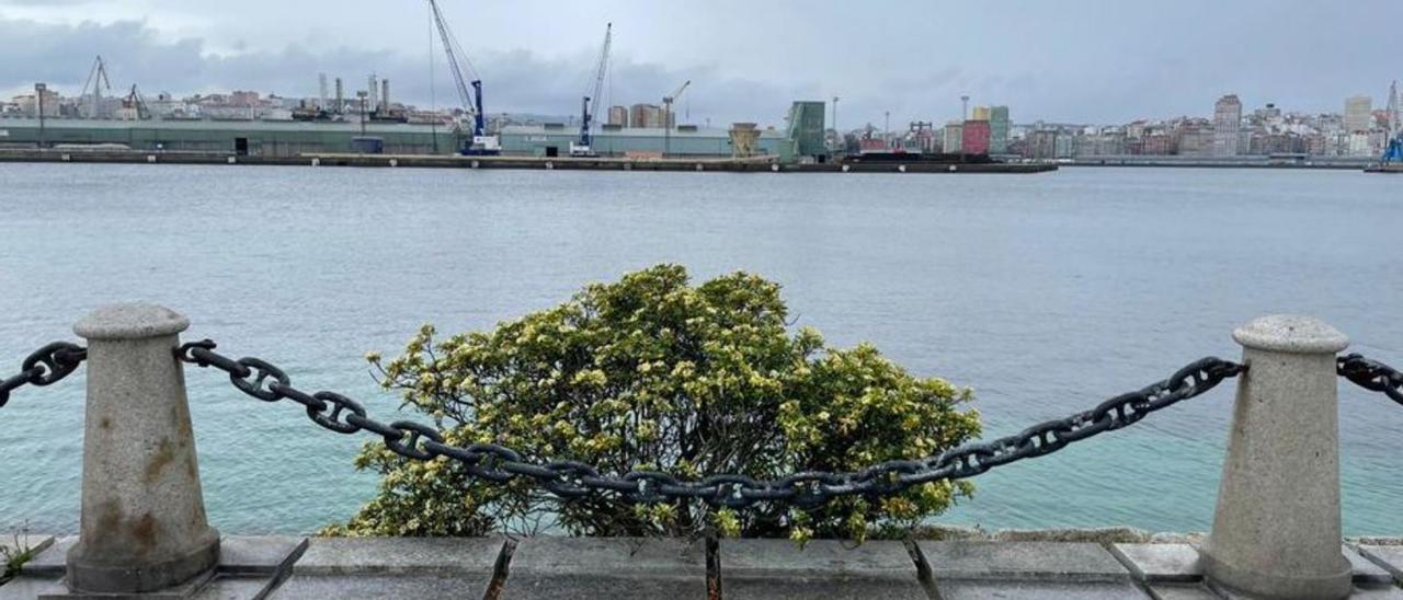 Pitósporo. Es una planta ornamental, exótica, que procede del este de Asia. Es una planta altamente tolerante a la contaminación urbana, al viento y a la salinidad, según indica Carballeira. Es apreciada por sus hojas siempre verdes y por sus abundantes flores blancas aromáticas, con un olor parecido a la del azahar.  | LOC