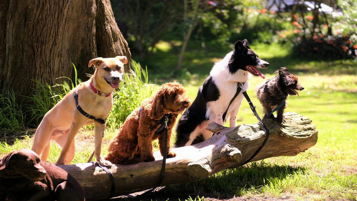 La raza ideal de perro para ti según tu signo zodiacal