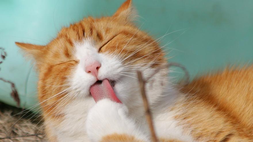 Diez cosas que los gatos odian que hagas