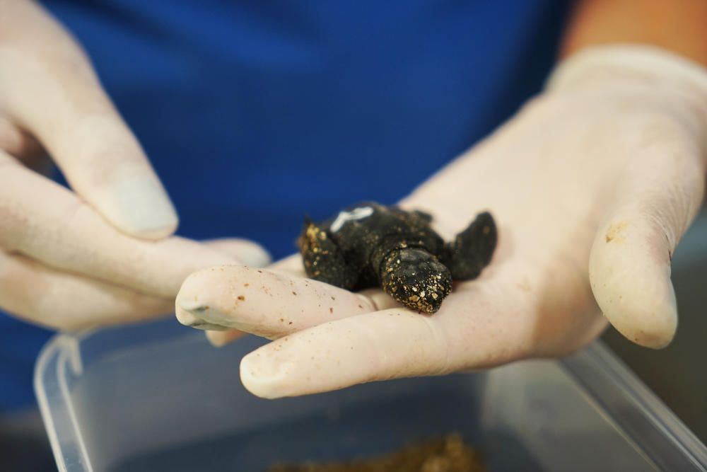 Nacen nueve tortugas bobas en el Oceanogràfic