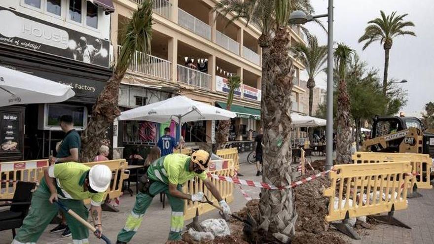 Der Großteil der 400 neuen Palmen wird rund um die Playa de Palma eingesetzt