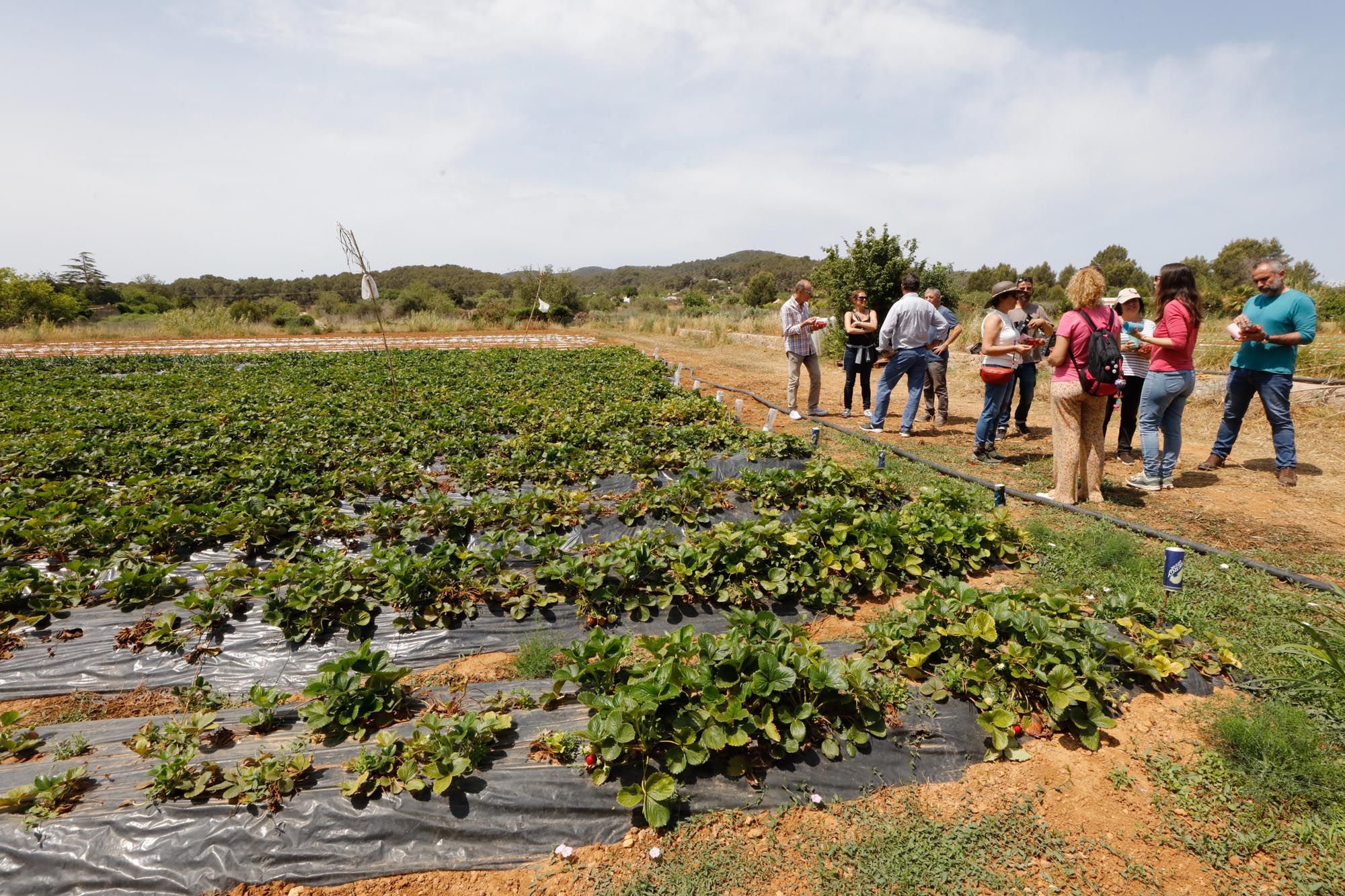 Visita guiada a la finca hortícola de Can Pol en Ibiza