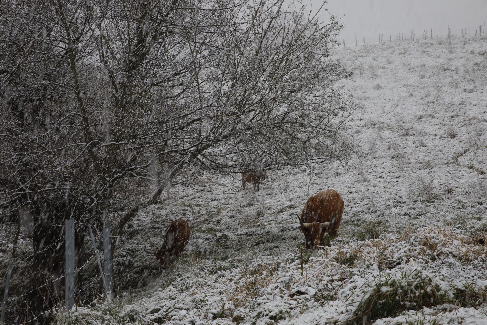 En imágenes: La borrasca Juliette llena de nieve parte de la zona rural de Gijón