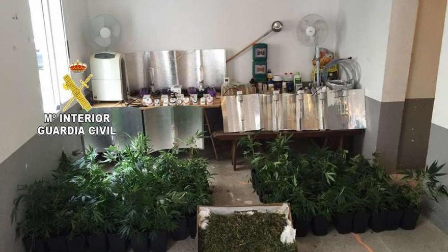 Plantas incautadas por la Guardia Civil en Vilanova de Arousa. // Cedida