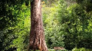 Los árboles más viejos de España: resilientes ante guerras, tormentas y generaciones