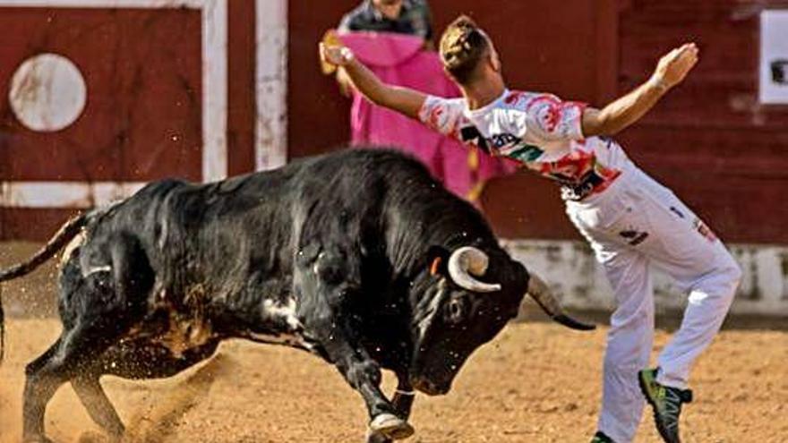 El toro roza con sus cuernos a un cortador.