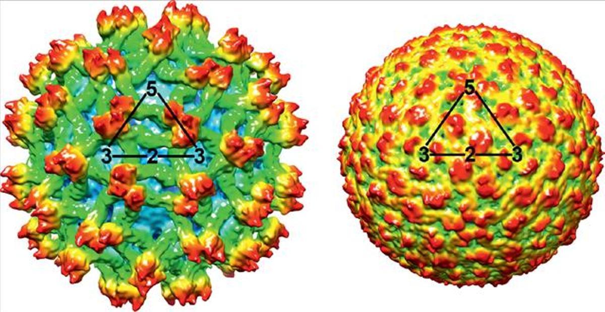 Partícula de un flavivirus