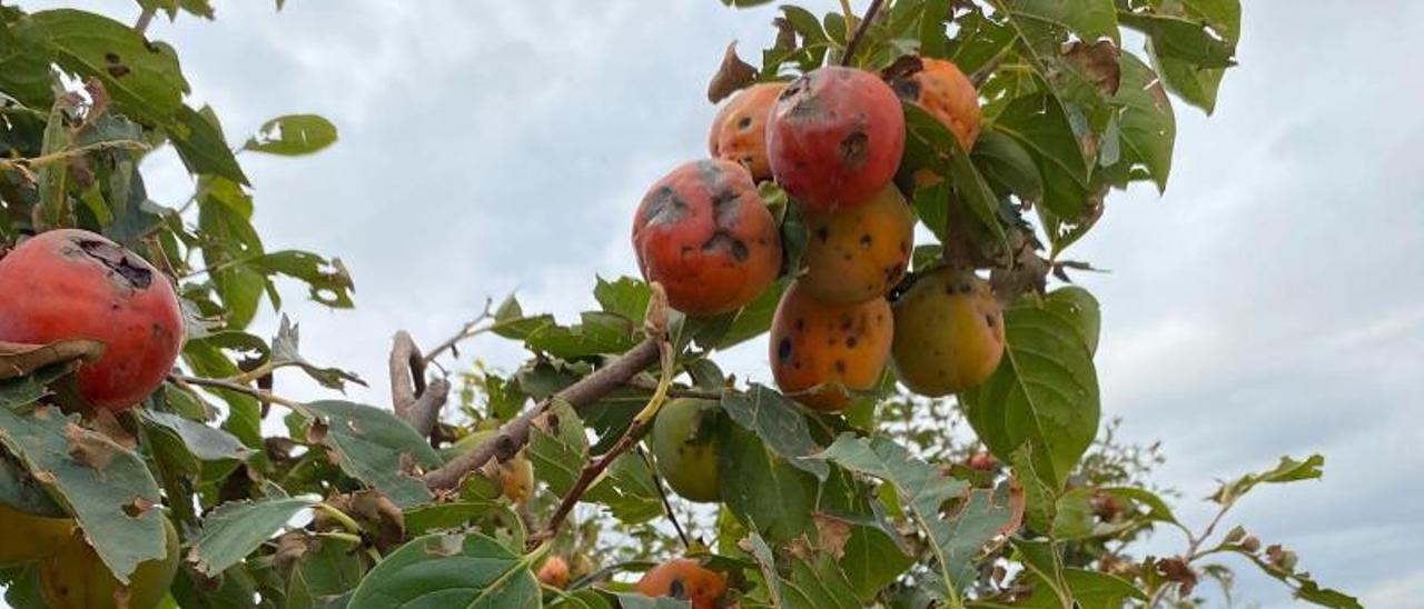 Caquis afectados por el pedrisco en una imagen de principios de octubre y, a la derecha, estado de otro árbol en una fotografía de esta misma semana en Carlet. | LEVANTE-EMV