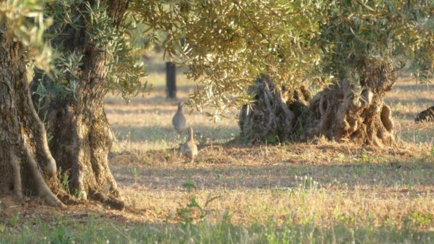 Explosión de biodiversidad en los olivares andaluces con el programa Life