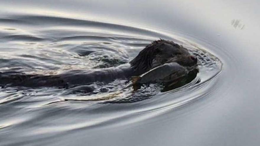 Una nutria, en el río de la capital.