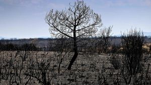 Árboles quemados tras el incendio en Cubo de Benavente, Zamora