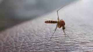 Descubren una planta que elimina a moscas y mosquitos de la casa