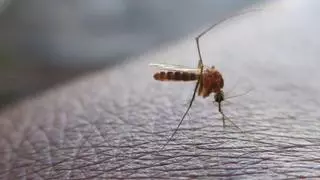 Llegó la hora: esta es la planta que necesitas para ganar la batalla contra moscas y mosquitos