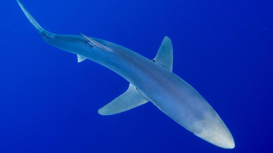 Tiburones en Mallorca bajo la lupa de los científicos: Shark Med Inicia la investigación en aguas de Cabrera