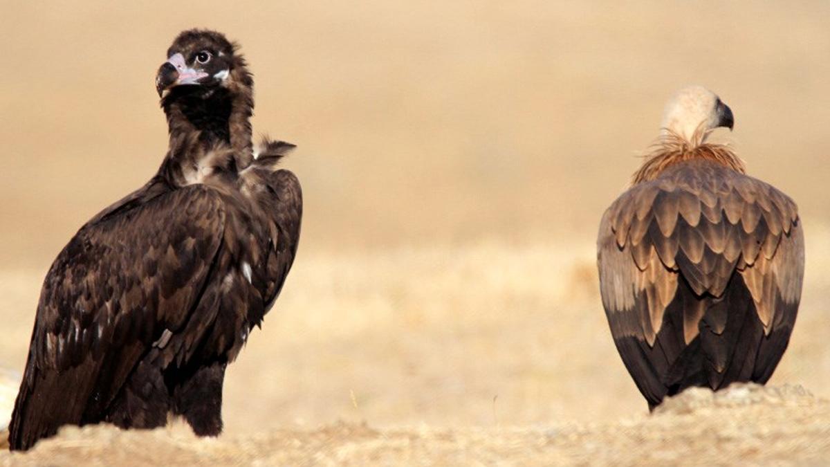 Dos ejemplares de buitre negro, en una imagen de archivo.