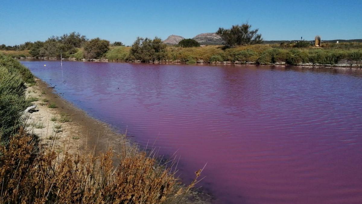 La llacuna de Fra Ramon, a Torroella de Montgrí, tenyida de vermell.  | SANTI RAMOS