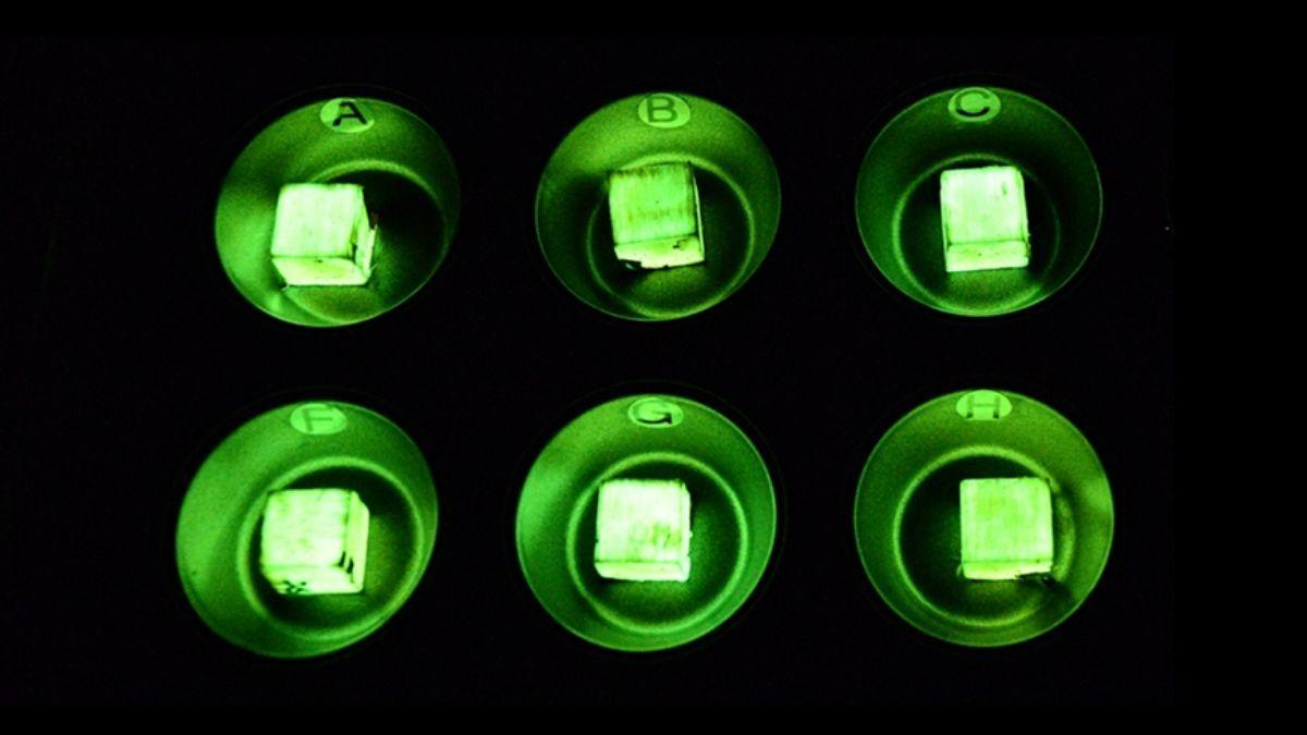 Muestras de madera tratadas con el hongo de la miel Desarmillaria tabescens brillan intensamente en la oscuridad.