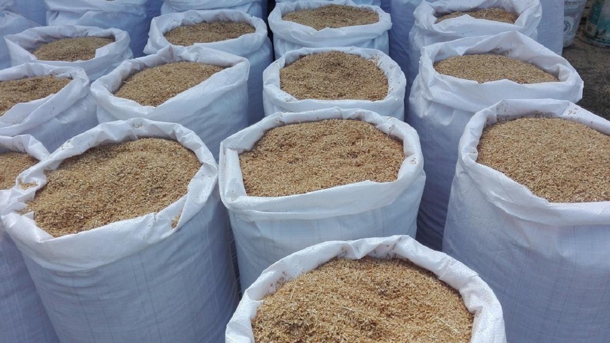 Cáscara de arroz, un material desconocido para depurar aguas y fabricar biocombustibles
