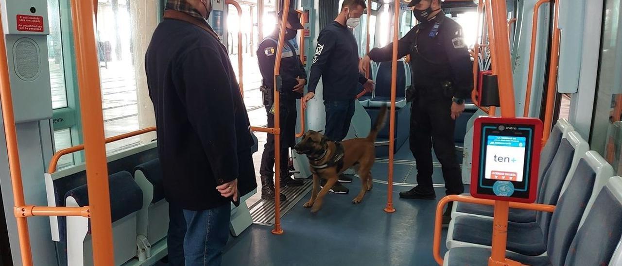 Policía locales hacen prácticas estos días con sus perros en los tranvías de Tenerife