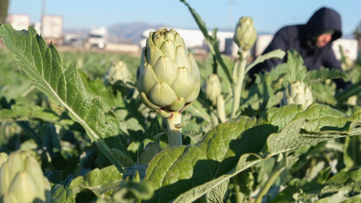 Una plantación de alcachofas en la comarca de la Vega Baja.