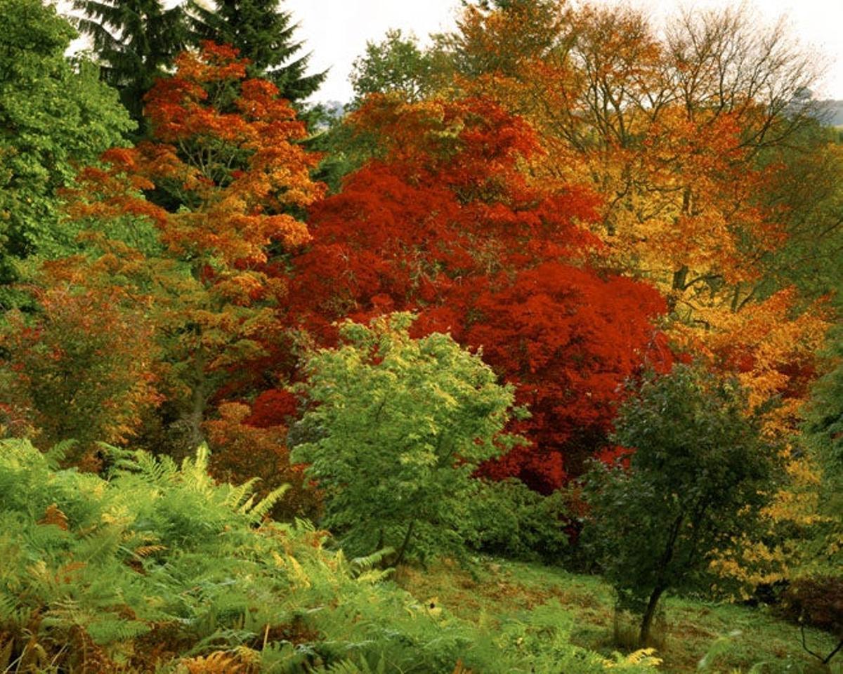 Arboretum de Winkworth, Surrey Arboretum de Winkworth, Surrey