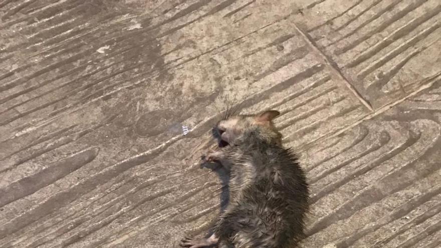 Rata muerta en una vivienda del barrio de la Goletja