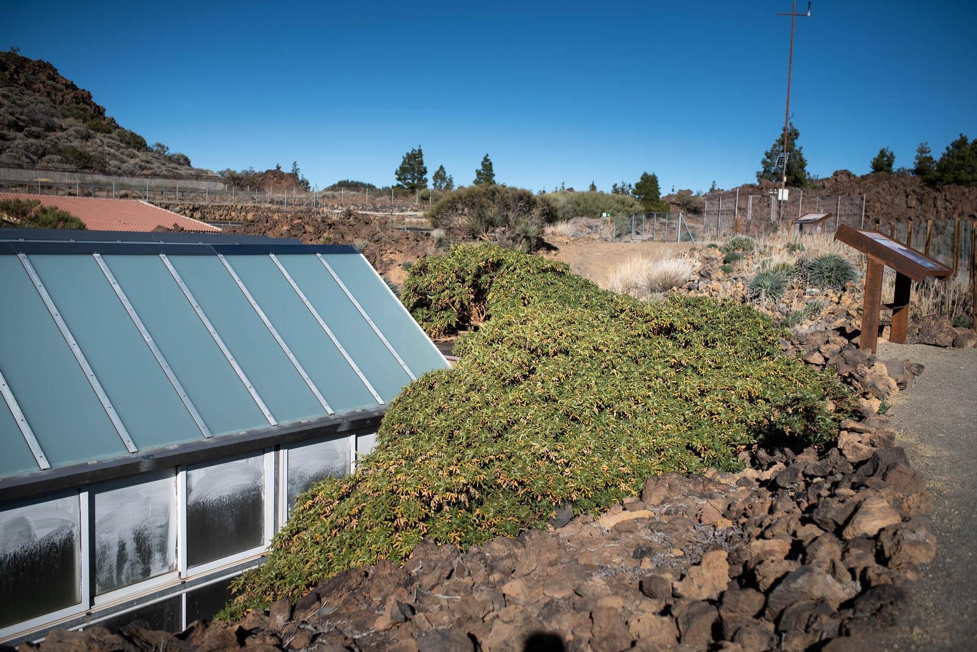 Vivero Parque Nacional del Teide (El Portillo)