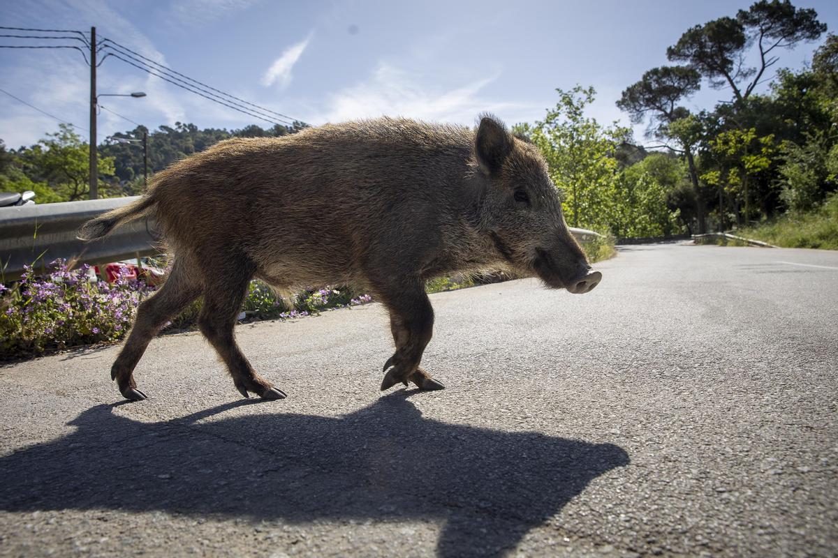 Mor un home a Arbúcies després de rebre el tret d’un caçador que intentava abatre un senglar