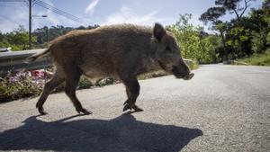 Un jabalí cruza una de las carreteras que atraviesan Collserola