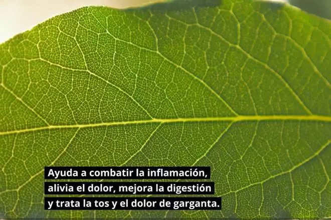 Así tienes que prepar el laurel para combatir la 'enfermedad' más temida