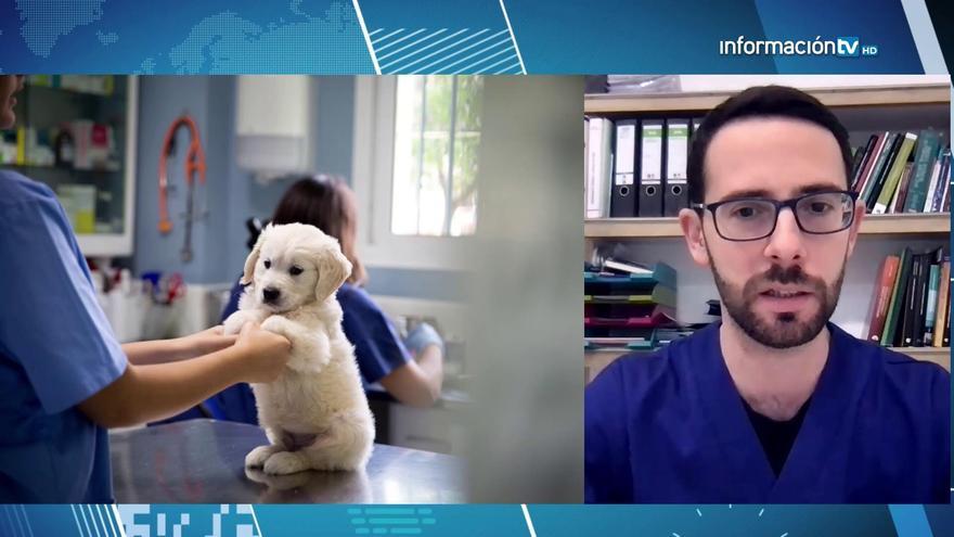 ¿Cómo cuidar a tu nueva mascota? El Colegio de Veterinarios te lo cuenta
