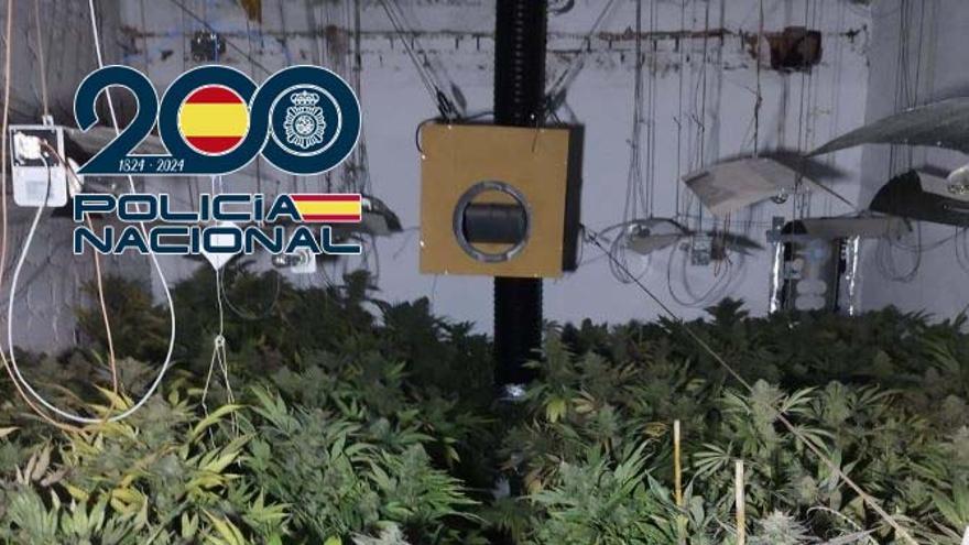 Plantación de marihuana desmantelada en la barriada de Tulio por la Policía Nacional de Badajoz.