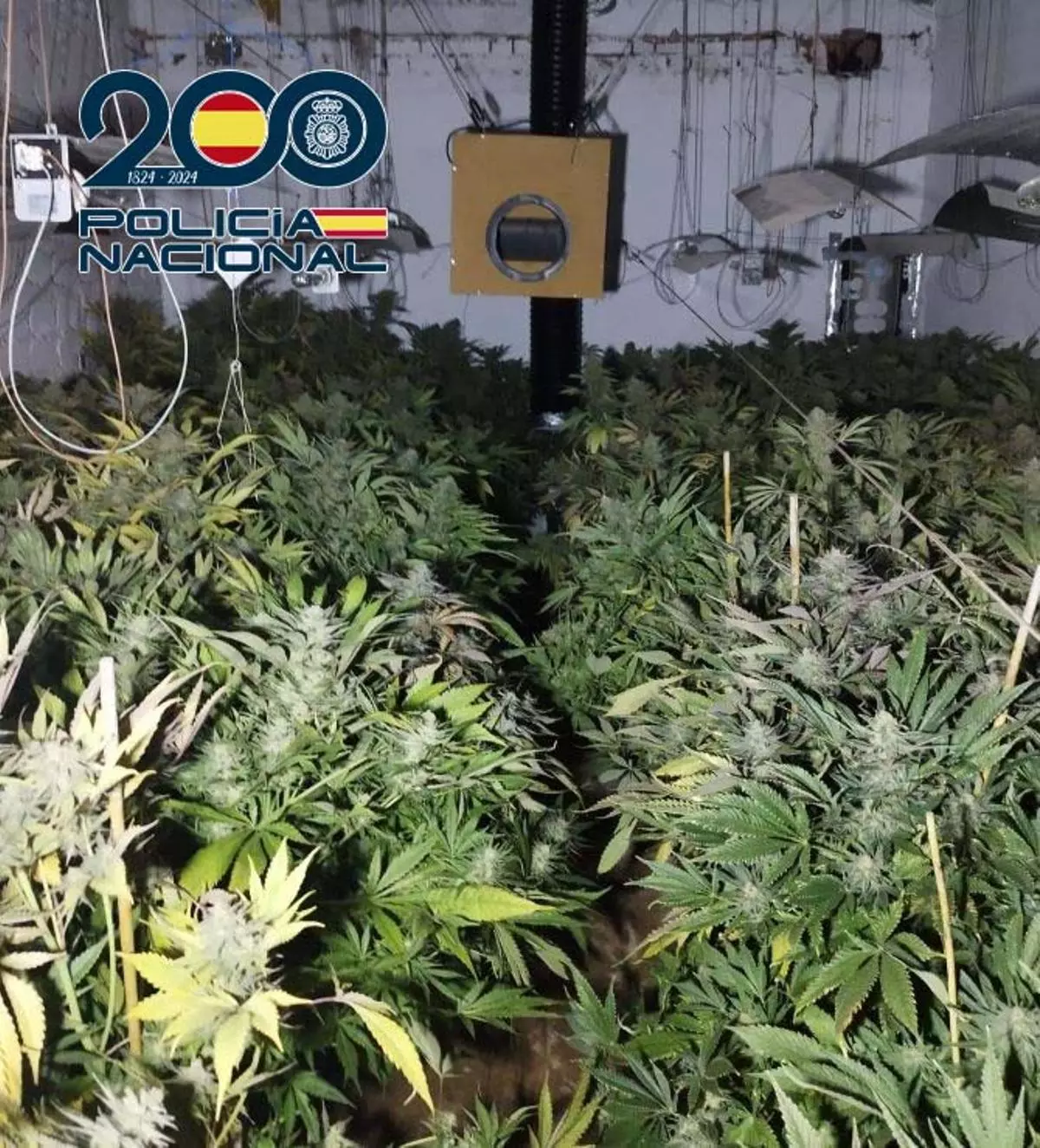 La Policía Nacional interviene casi 300 plantas de marihuana en la barriada de Tulio