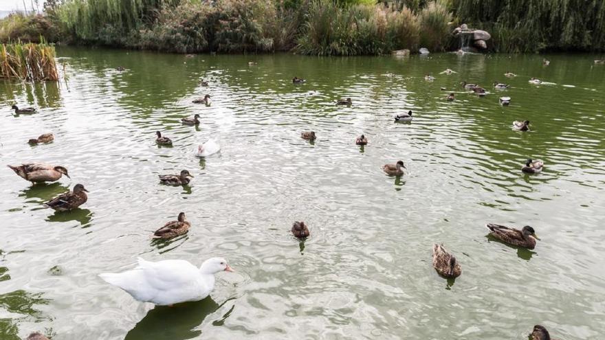 Aves acuáticas en el estanque de Eirís.