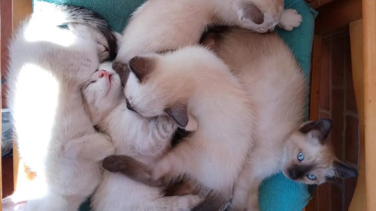 Una camada de cinco gatos.
