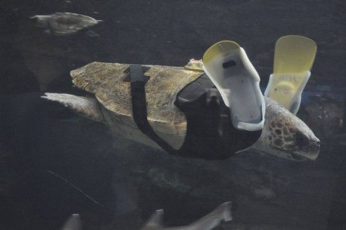 A 25-year-old female loggerhead turtle named Yu swims after receiving her 27th pair of prosthetic flippers at the Suma Aqualife Park in Kobe
