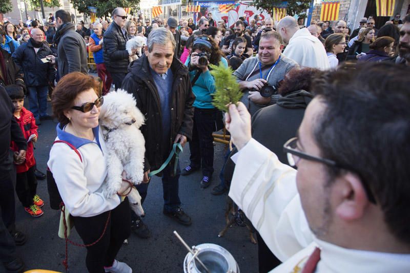 Bendición de animales por Sant Antoni del Porquet