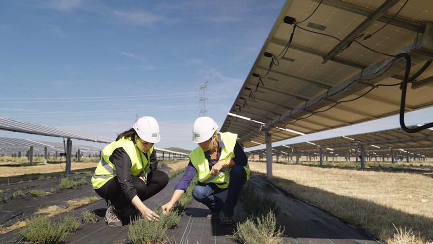 Projecte d&#039;agrivoltaica a Valdecaballeros (Extremadura)