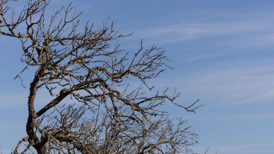 Los almendros que fueron