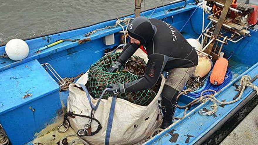 Un buceador descarga las algas capturadas en un puerto gallego.