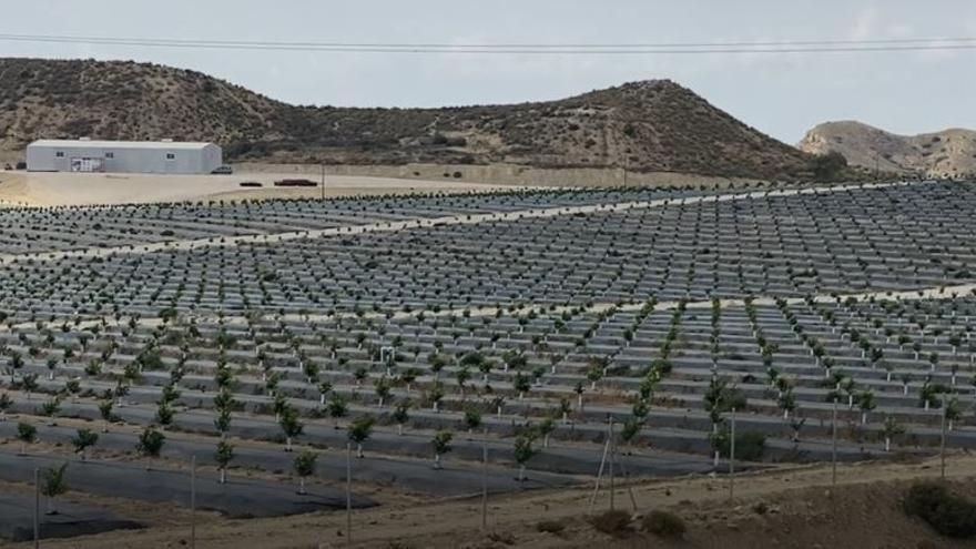 Plantan miles de limoneros donde se proyectaba una macrourbanización con golf entre Xixona y Mutxamel