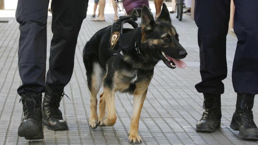 La unitat canina fa pujar un 19% les sancions per consum i tinença de drogues