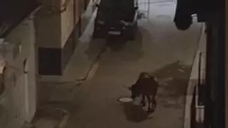 Una de las vacas bravas escapadas de Salzadella pasea por el pueblo de noche