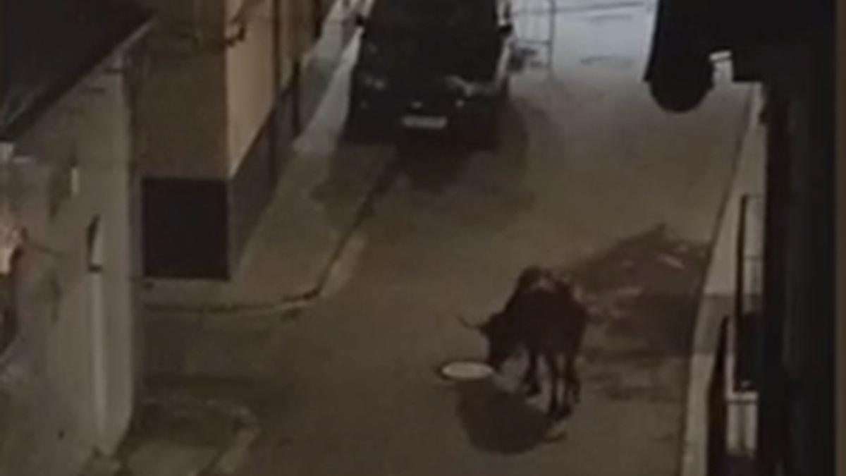 Vaca suelta en Salzadella