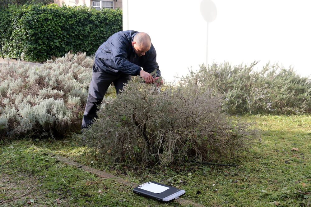 Talan y queman los dos romeros infectados por 'Xylella' de la UIB