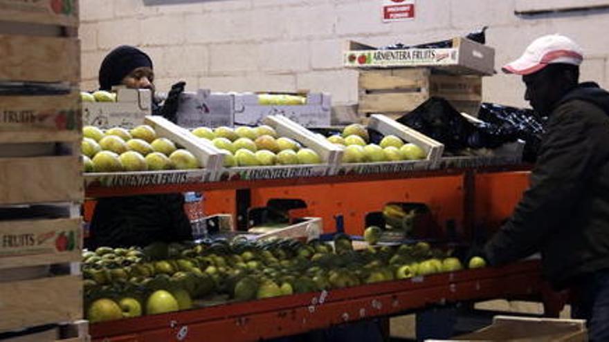 Treballadors de l&#039;Armentera Fruits preparant caixes de pomes per proveir el mercat