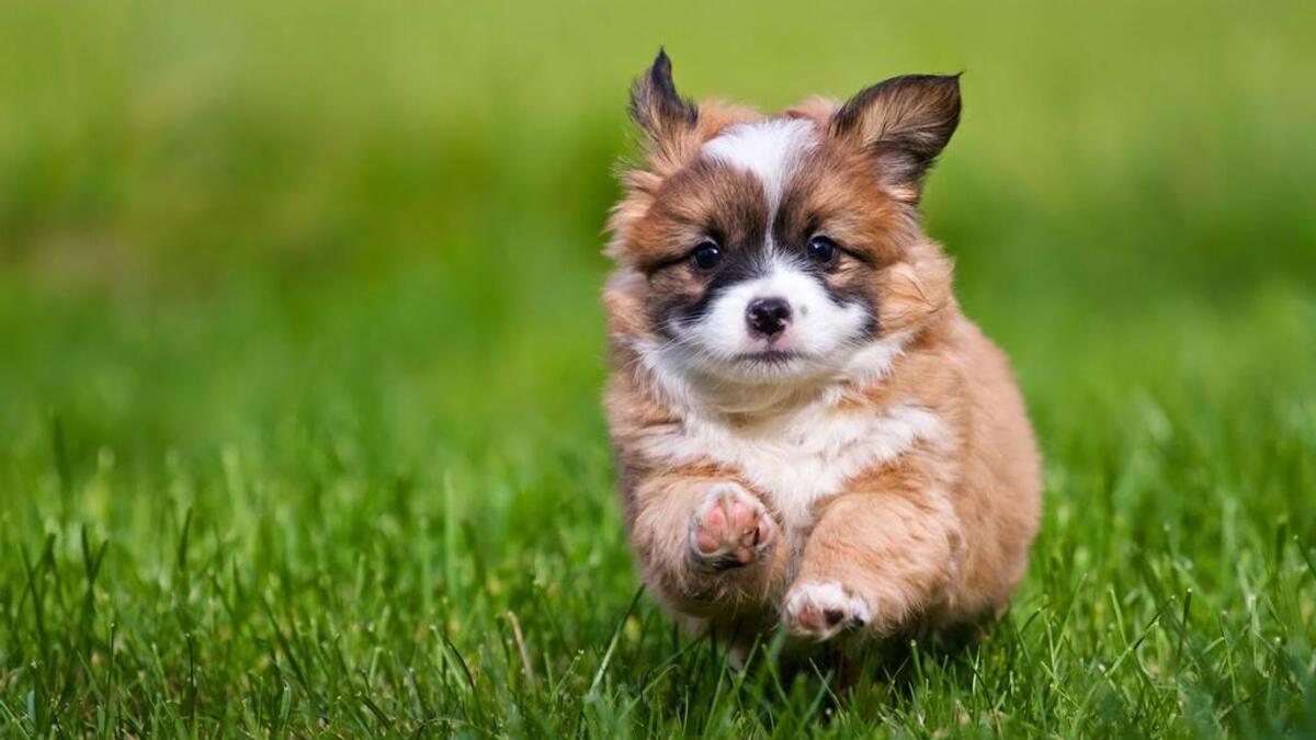 ¿Tu perro no para quieto? Descubre cómo calmar a un perro hiperactivo en casa