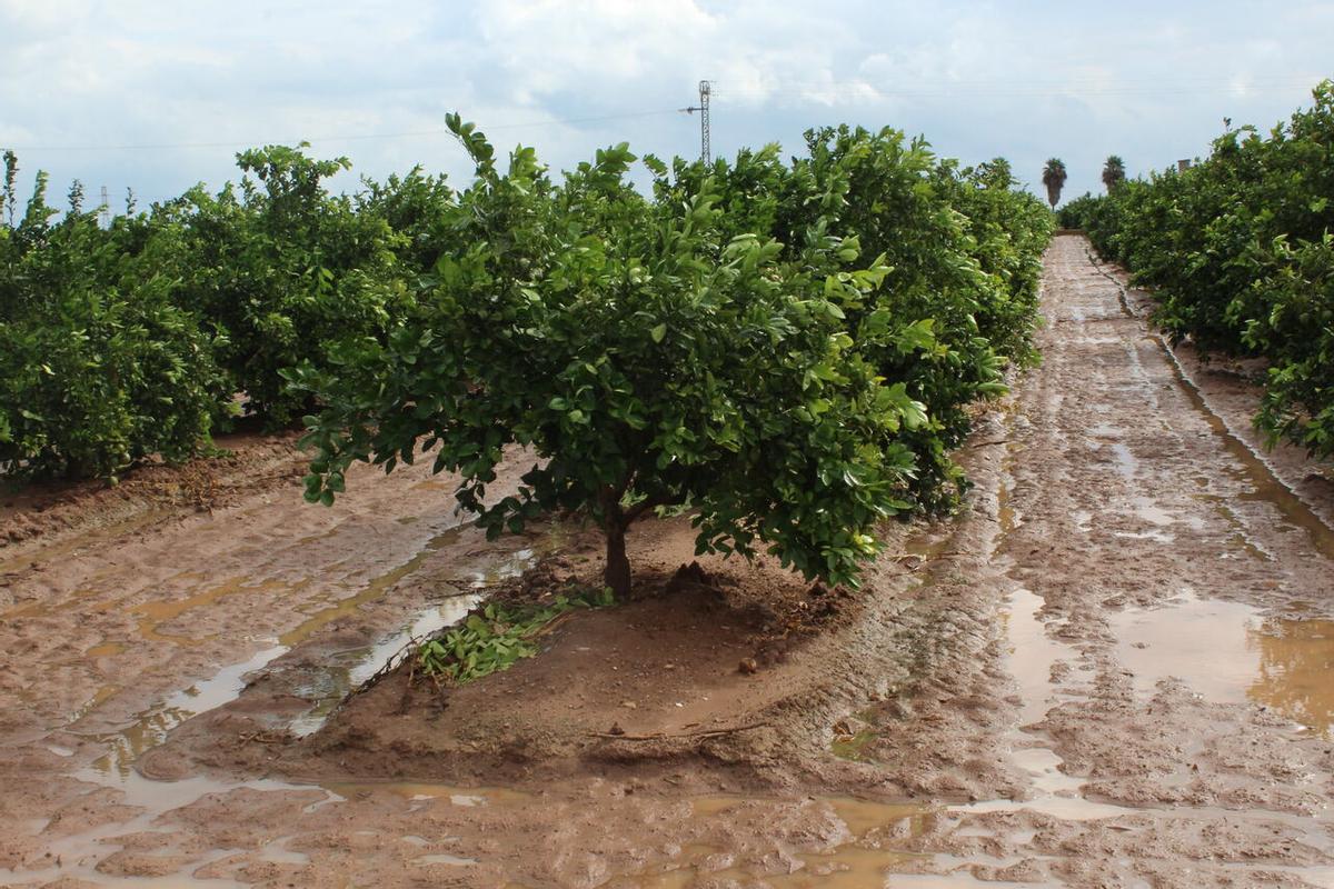 Campo de naranjas en la comarca de l'Horta, en una imagen de este martes.