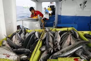 Exceso con la caballa: 1,5 millones de toneladas de sobrepesca desde 2015