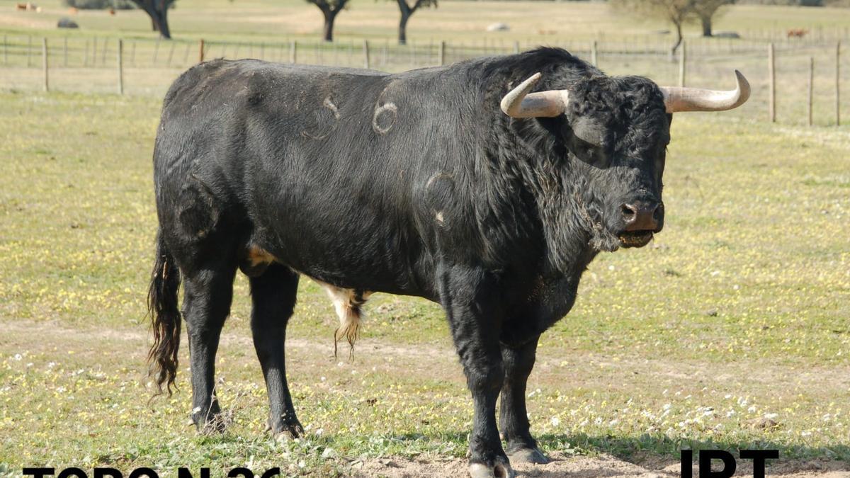 Toro número 36, &#039;Ameixo&#039;.